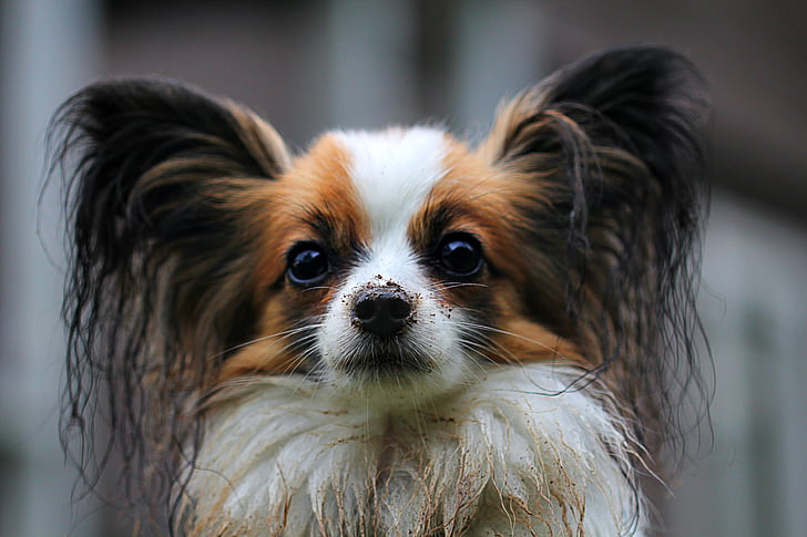 Majhne pasme psov: Kontinentalni španjel (Papillon)